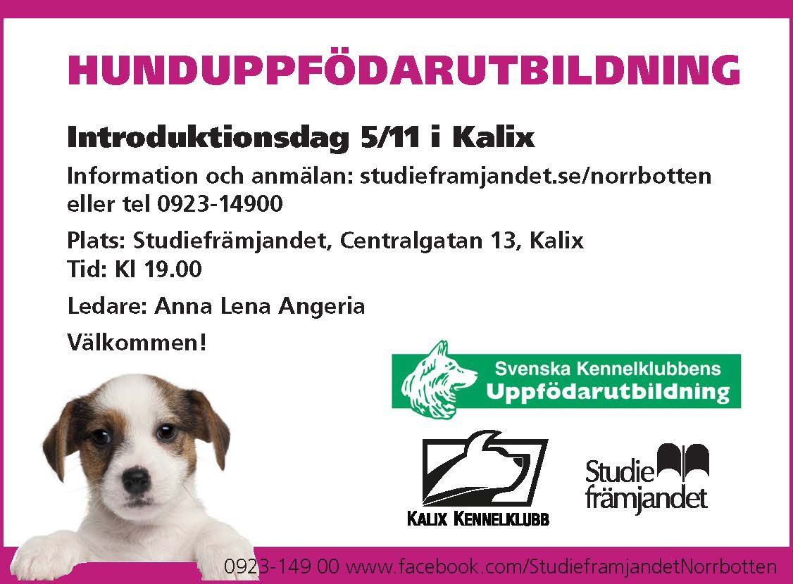 studieframjandet2hunduppfodarutb95x70v43-14